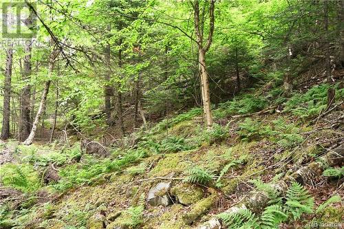 - Bunker Hill Road, Wilsons Beach, NB 