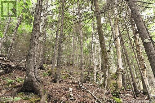 - Bunker Hill Road, Wilsons Beach, NB 