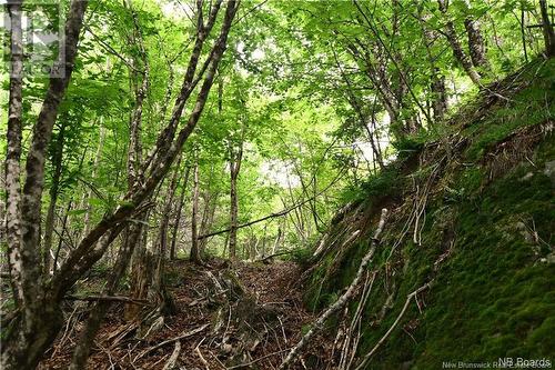 - Bunker Hill Road, Wilsons Beach, NB 