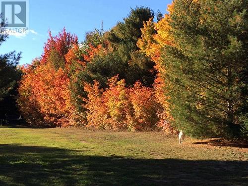 595 Old Goulais Bay Rd, Sault Ste. Marie, ON - Outdoor With View