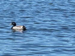 Vue sur l'eau - 