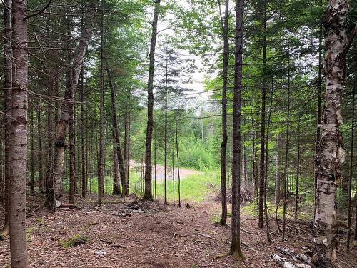 Wooded area - Ch. Du Sous-Bois, Notre-Dame-De-La-Merci, QC 