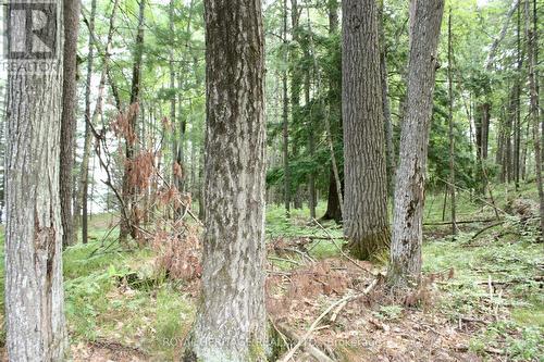 Lot 1 - 0-Wao Kasshabog Lake, Havelock-Belmont-Methuen, ON 