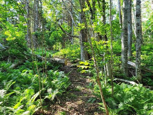 35+ Acres 256 Highway, East Earltown, NS 