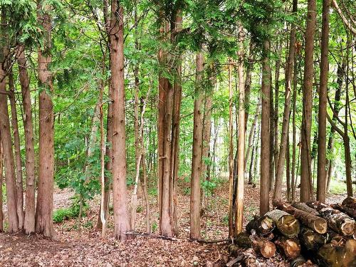 Wooded area - 204  - 206 Ch. Beaulne, Piedmont, QC - Outdoor