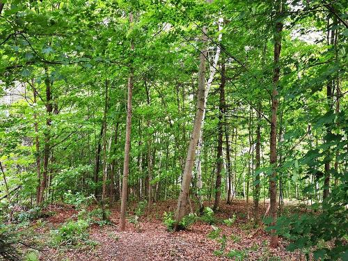 Wooded area - 204  - 206 Ch. Beaulne, Piedmont, QC - Outdoor