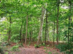 Wooded area - 