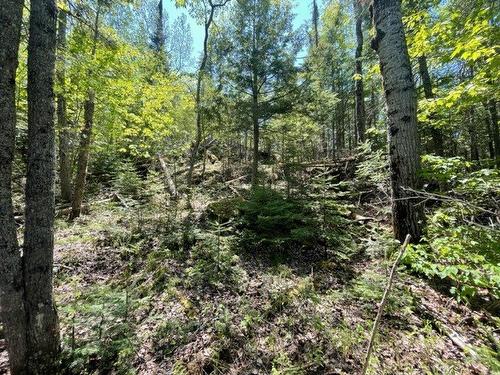 Terre/Terrain - Route 311 S., Lac-Des-Écorces, QC 