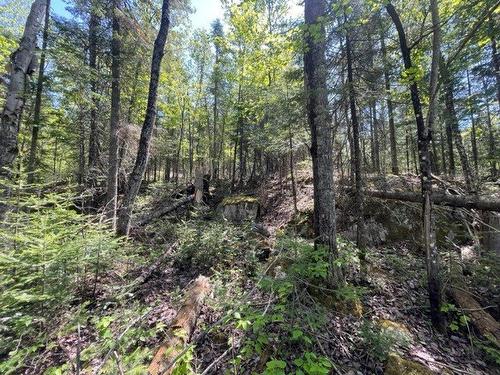 Terre/Terrain - Route 311 S., Lac-Des-Écorces, QC 