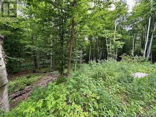 Lot 10 Woods Rd Mccormack Brook, Balmoral, NB - Outdoor