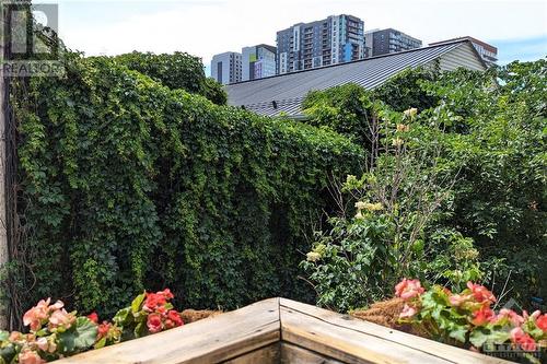 Gorgeous green wall in private yard. - 248 York Street, Ottawa, ON - Outdoor