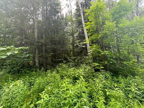 Terre/Terrain - Boul. St-Francois, Lac-Des-Écorces, QC 