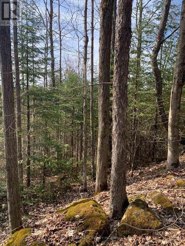 Lot 31 8Th Concession B, Grey Highlands, ON 