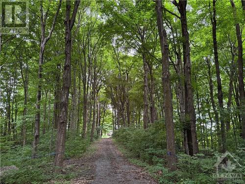 Laneway from HWY 34 towards the house, going through the 3.5 acre Sugar bush - 3240 Hwy 34 Road, Vankleek Hill, ON 