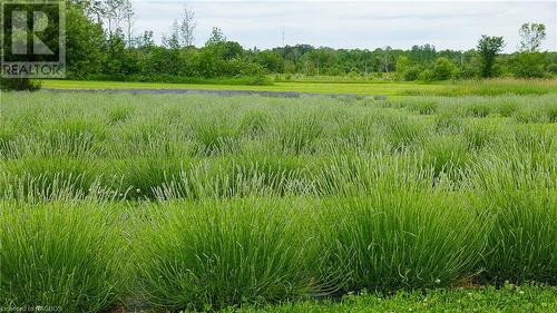 1245 East Road, Northern Bruce Peninsula, ON - Outdoor With View