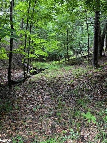 Old entrance way off the 25th Line - Lot 70 25Th Line, Carnarvon, ON 