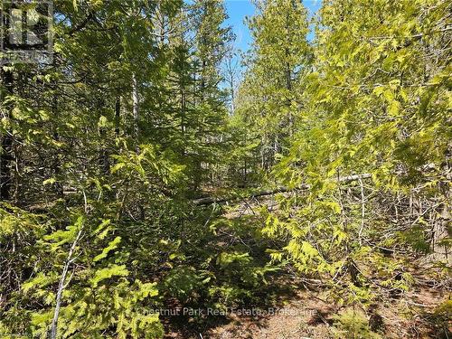 Lot 2 Spry Road, Northern Bruce Peninsula, ON 