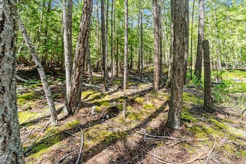 8475 Squilax-Anglemont Road, Anglemont, BC - Outdoor With View