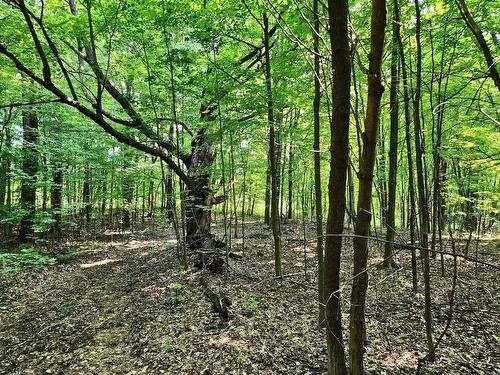 Terre/Terrain - 341Z Route Du Long-Sault, Saint-André-D'Argenteuil, QC 