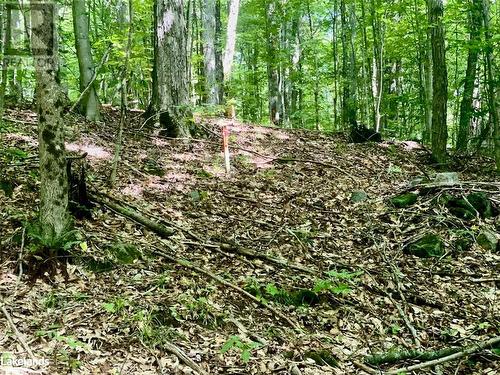 Up Hawkins Trail you will see the rear property stakes and blazing of a portion of the back property line - Part Lot 14 Con 14 Silverwood Road, Minden, ON 