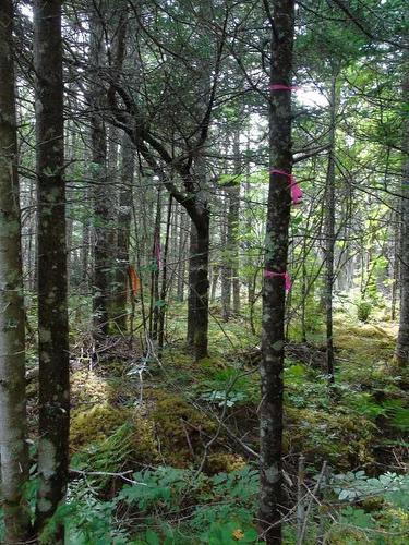 Lot 5 Stewart'S Point Road, East Port L'Hebert, NS 