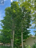 Tall maple trees on right rear of lot - 