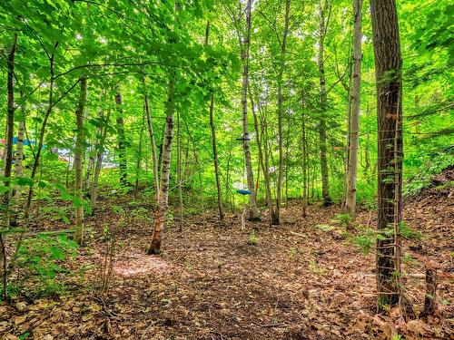 Wooded area - 35 Rue Du Plateau, Mont-Blanc, QC - Outdoor