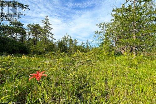 Lots of local wild flowers - 17 Dyers Bay Road, Northern Bruce Peninsula, ON 