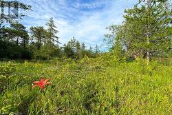 Lots of local wild flowers - 