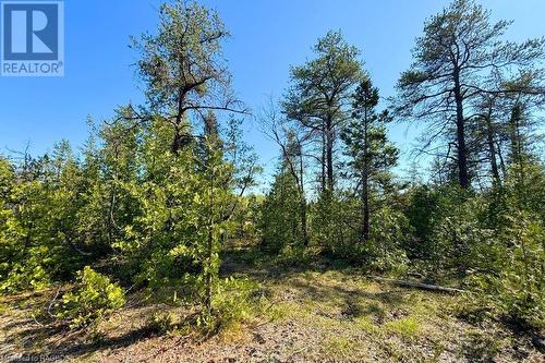 Mix of tall mature trees! - 17 Dyers Bay Road, Northern Bruce Peninsula, ON 