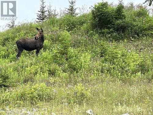 Lot 7 Goose Arm Road, Hughes Brook Access, NL 