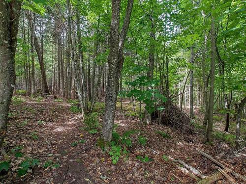 Wooded area - 5046 Ch. Lendman, Sainte-Agathe-Des-Monts, QC - Outdoor With View