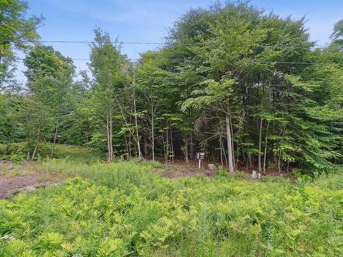 Backyard - 20 Ch. Des Tournesols, Sainte-Anne-Des-Lacs, QC - Outdoor With View