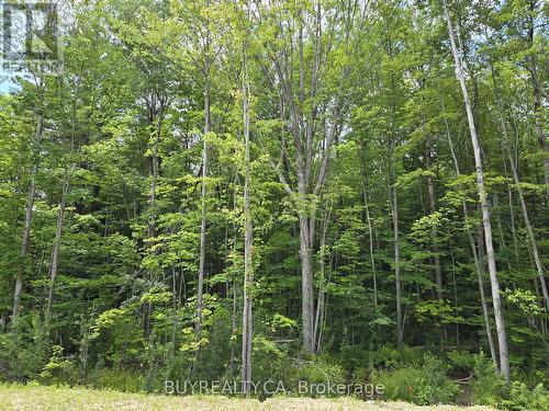 355 Beechwood Forest Lane, Gravenhurst, ON - Outdoor With View