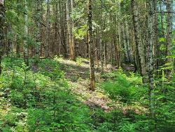 Wooded area - 