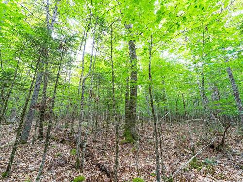 Osborne Road, New Germany, NS 