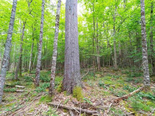 Osborne Road, New Germany, NS 