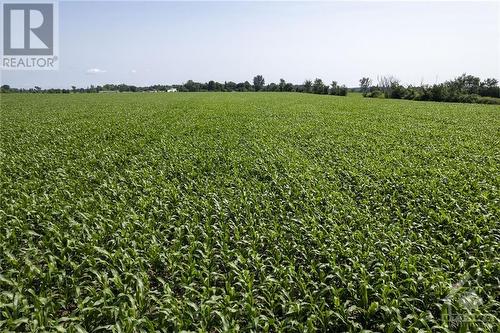 2024 corn crop pictured on July 13 - Pt Lt 18 Conc 2 Road, Gananoque, ON 