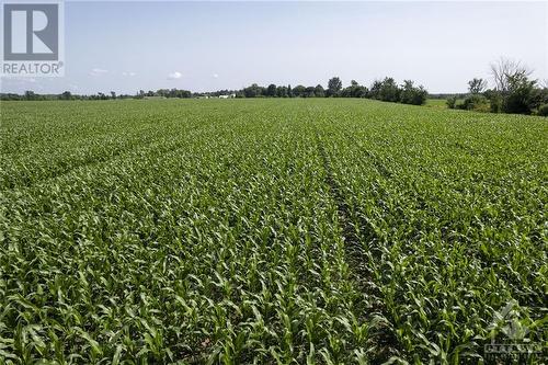 2024 corn crop pictured on July 13 - Pt Lt 18 Conc 2 Road, Gananoque, ON 