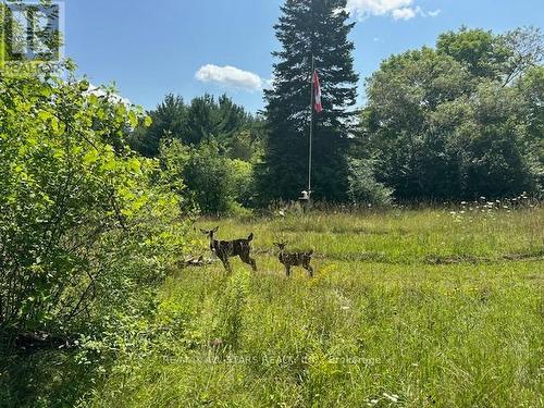 46 Walmac Shores Drive, Kawartha Lakes (Bobcaygeon), ON - Outdoor With View