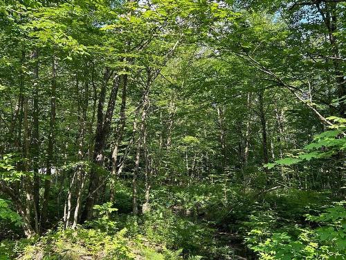 Land/Lot - Rue Des Saules, Austin, QC 