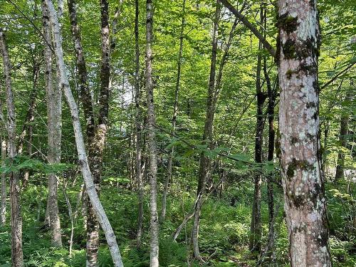 Land/Lot - Rue Des Saules, Austin, QC 