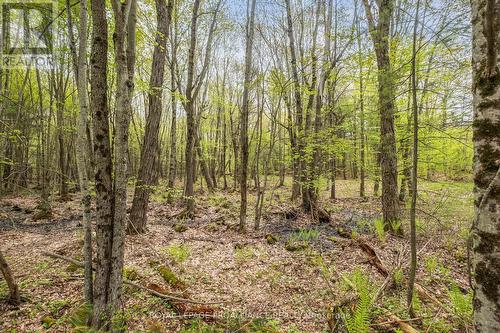 Lot 16 Warrington Lane, Central Frontenac, ON 