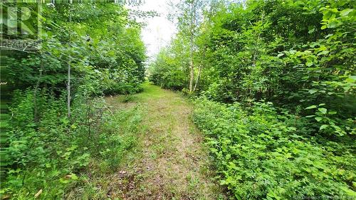 7.6 Acres Rue Pinet, Bertrand, NB 