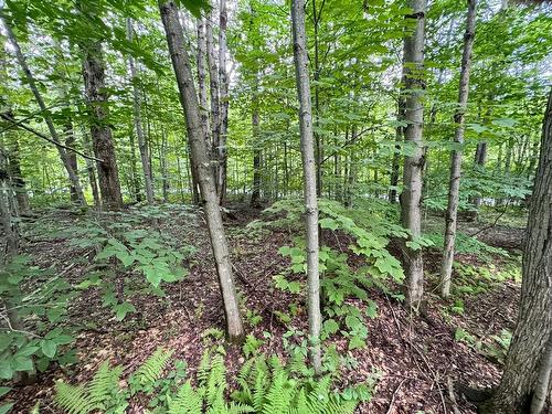 Wooded area - Rue Des Cimes, Shefford, QC 