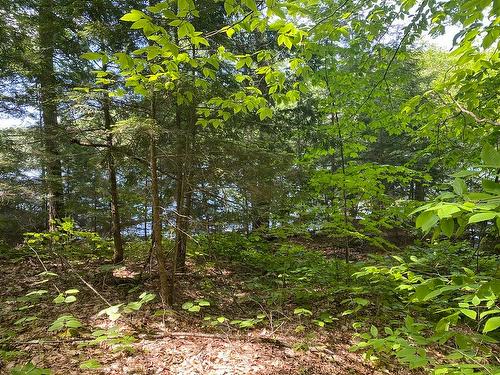 Wooded area - 557 Ch. Du Barrage, Val-Des-Monts, QC 