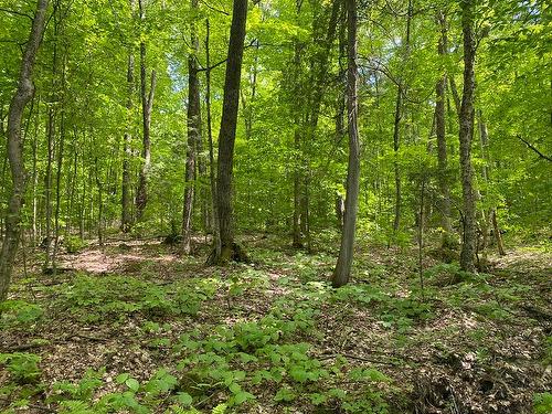 Wooded area - 557 Ch. Du Barrage, Val-Des-Monts, QC 