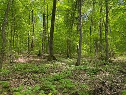 Wooded area - 