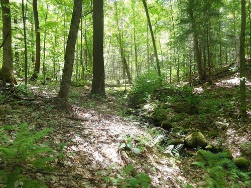 Wooded area - 557 Ch. Du Barrage, Val-Des-Monts, QC 