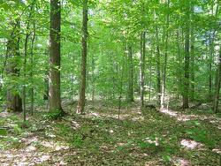 Wooded area - 